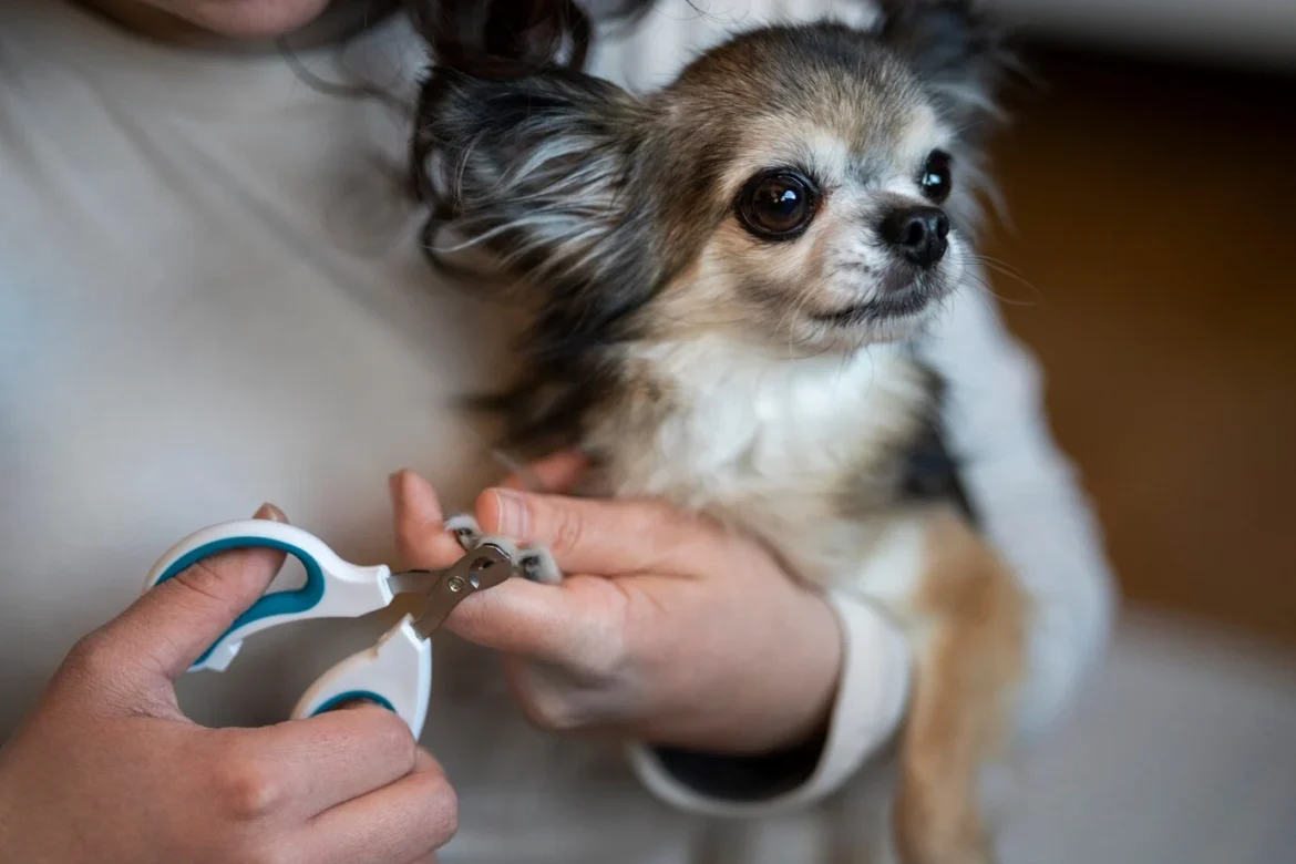 dog clippers