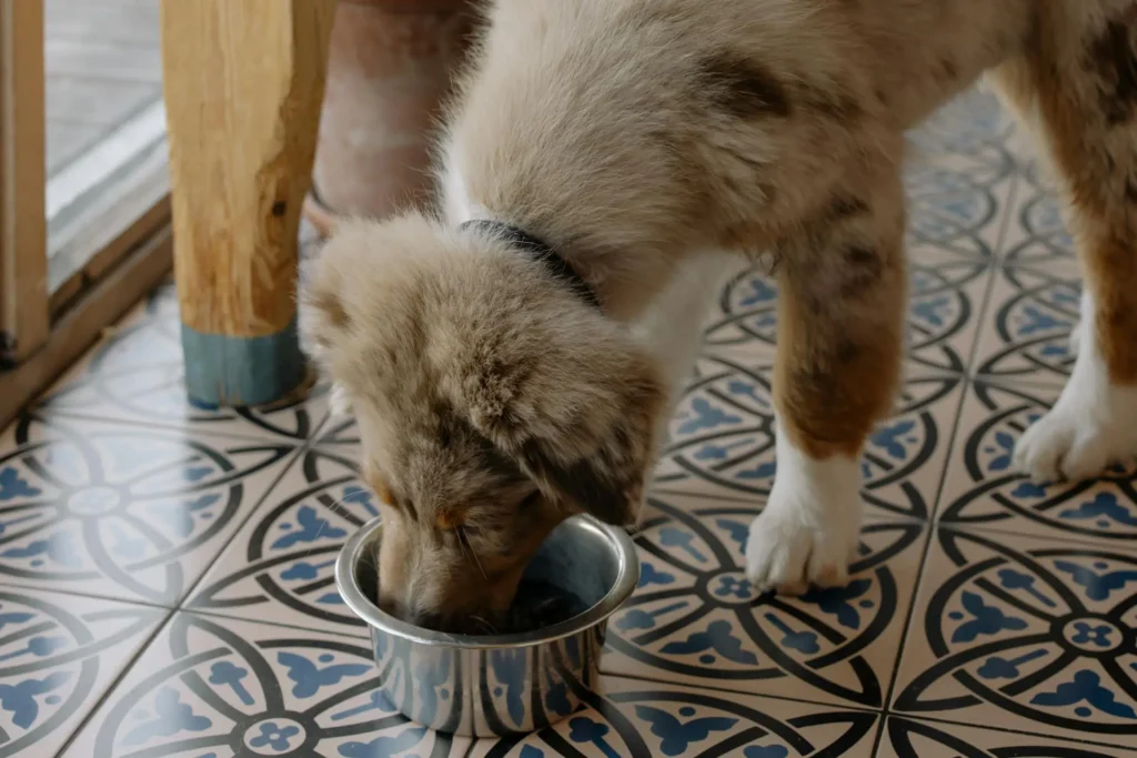 soft dry dog food