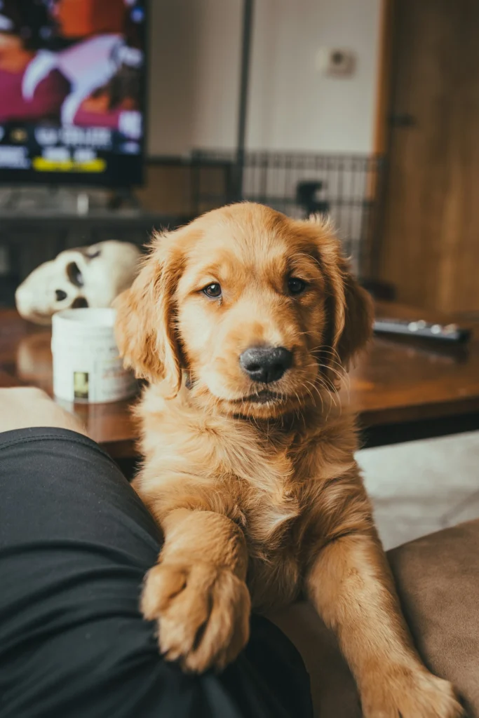 best dog food for puppies small breed