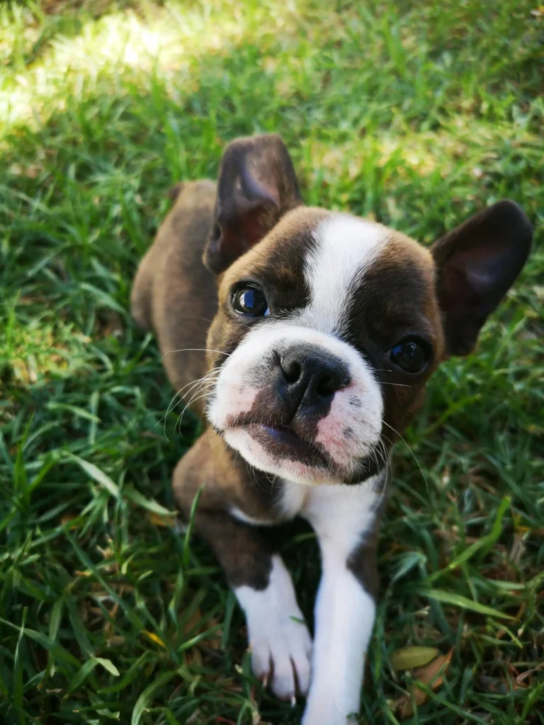 best dog food for puppies small breed